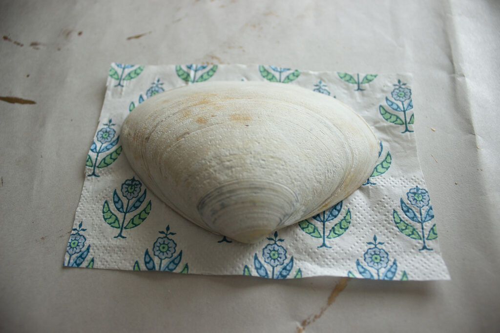 Seashell with cutout piece of napkin