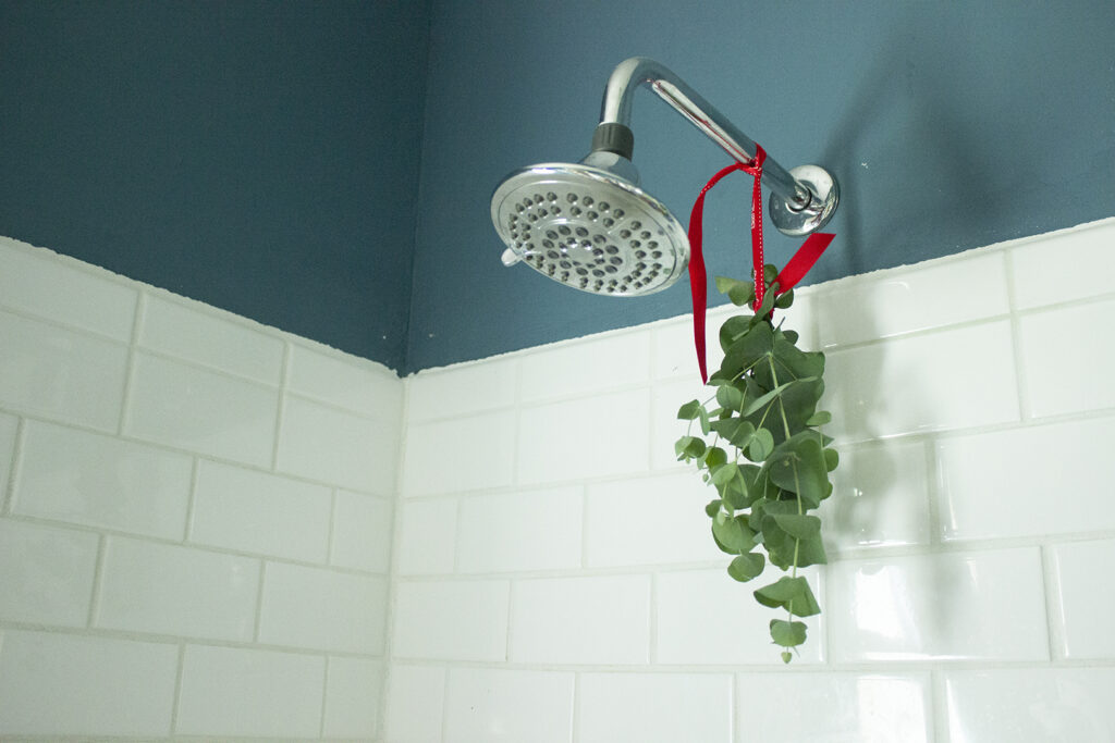 Eucalyptus Uses: Eucalyptus attached to shower head