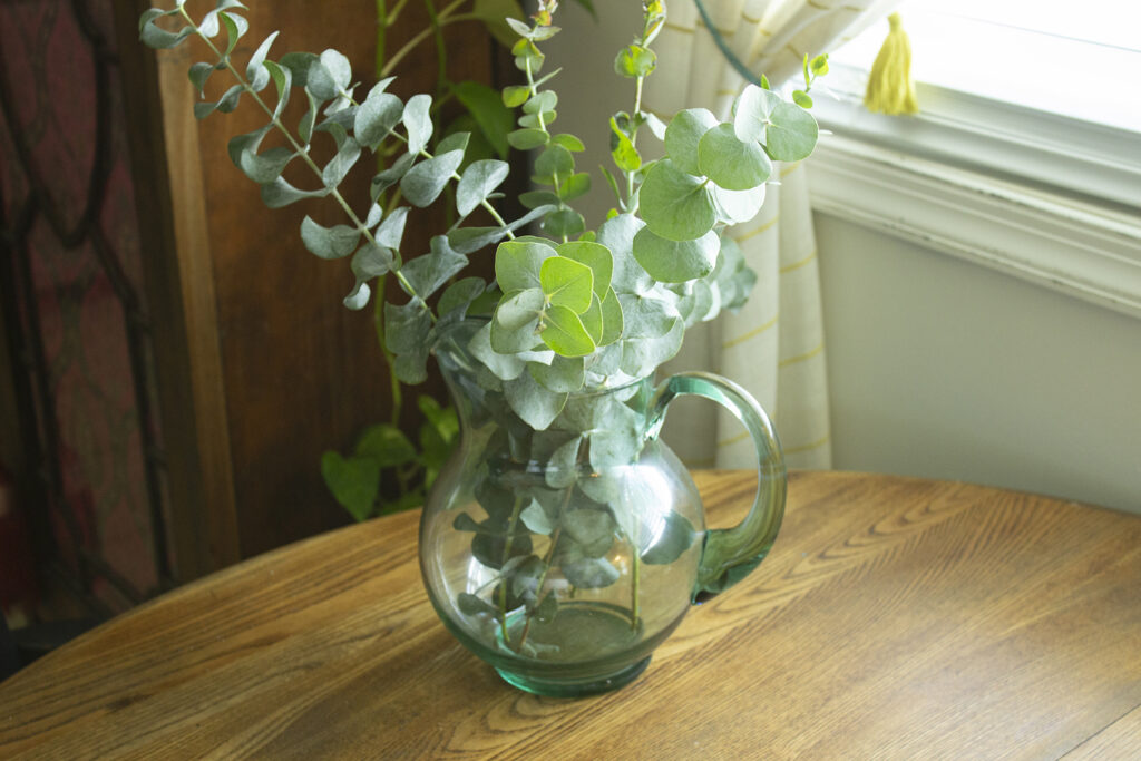 Eucalyptus Uses: Bouquet of Eucalyptus