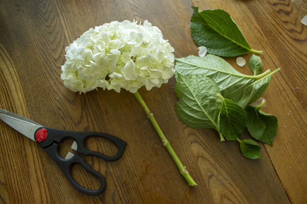 Hydrangea flower with leaves removed and a pair of scissors