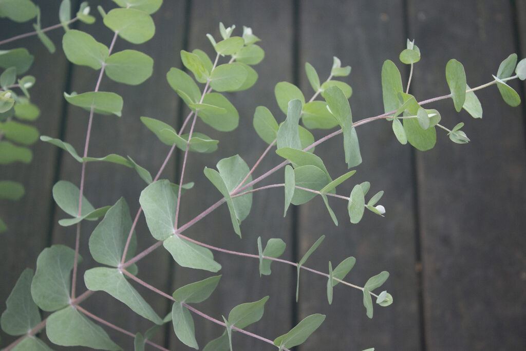 Eucalyptus Uses: Fresh Eucalyptus