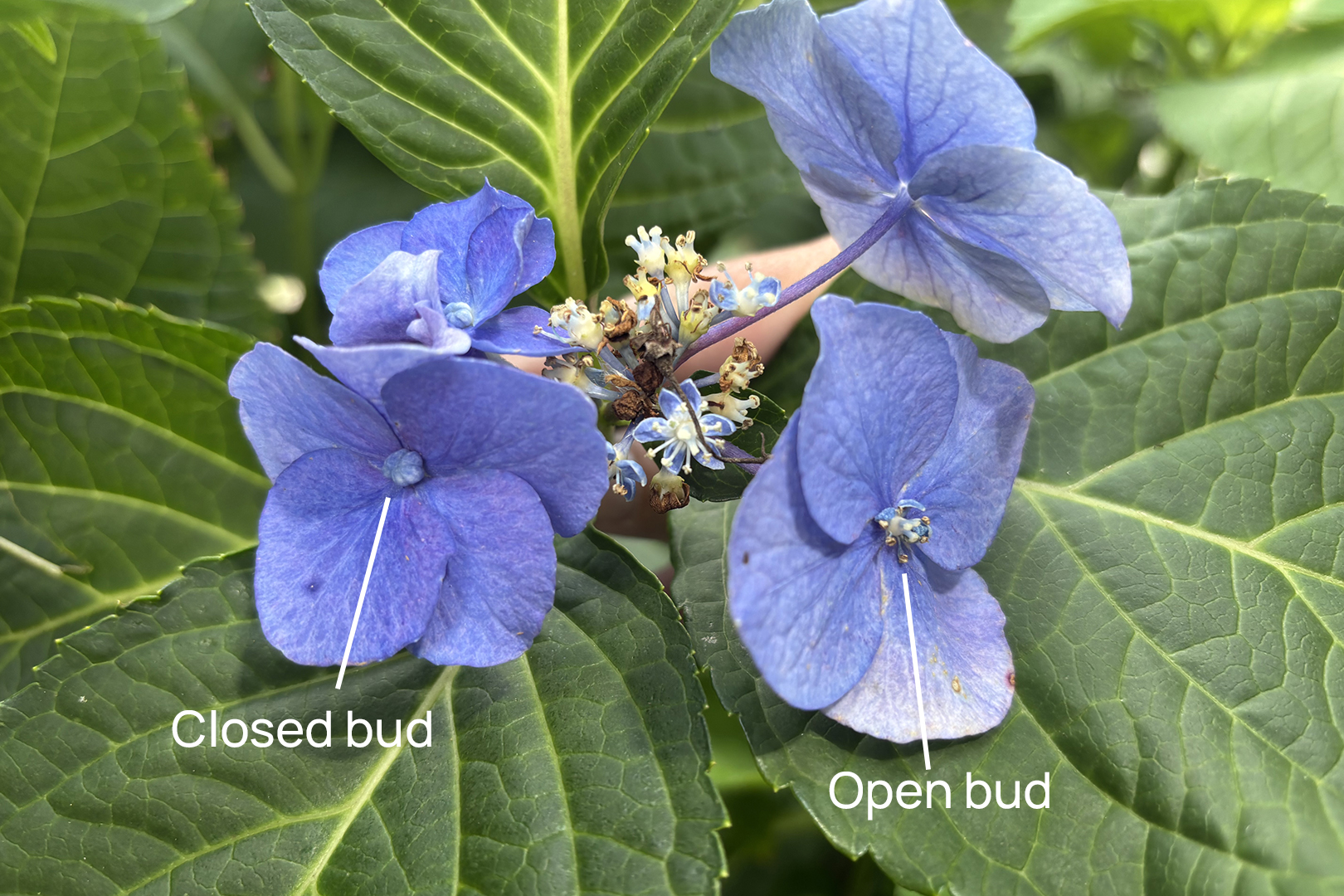 Closeup of hydrangea bud