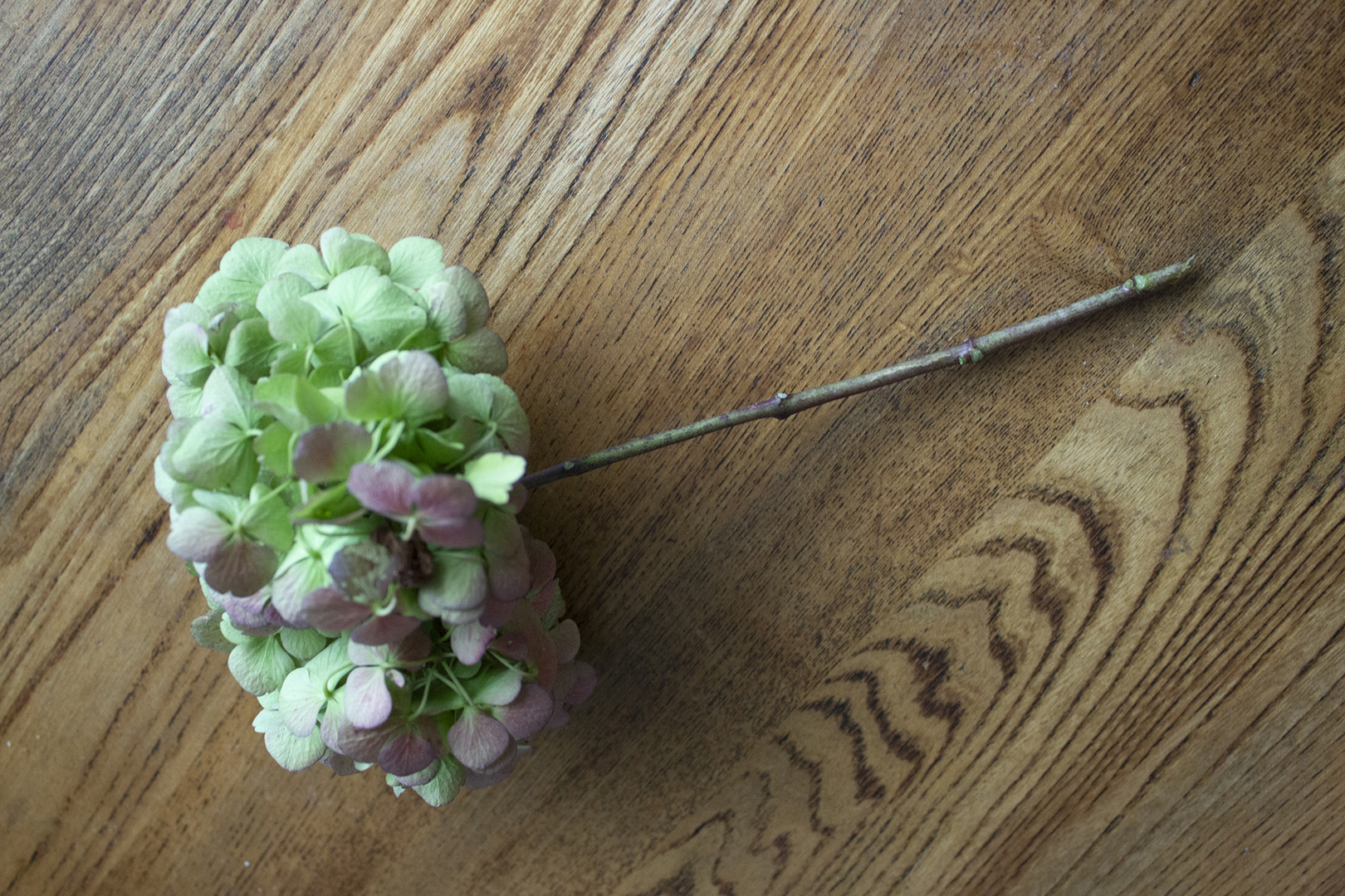 single hydrangea flower cut with leaves removed